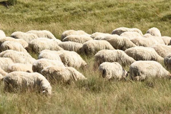 Una Manada Ovejas Pastando Pastos Rumania Pastos Montañosos Con Hierba —  Fotos de Stock