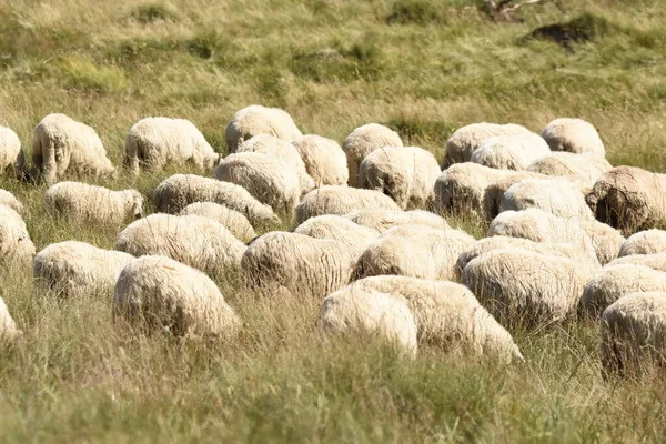 Herd Sheep Grazing Pastures Romania Mountainous Pastures Green Grass Driving — Stock Photo, Image