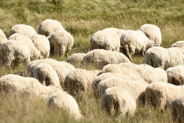 Herd Sheep Grazing Pastures Romania Mountainous Pastures Green Grass Driving — Stock Photo, Image