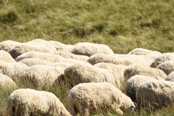 在罗马尼亚的牧场上放牧的一群羊 长满青草的高山牧场 把牛群赶到山谷里去挤牛奶和剪羊毛 — 图库照片