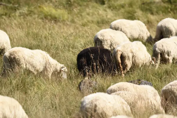 Uma Manada Ovelhas Pastando Pastagens Romênia Pastagens Montanhosas Com Grama — Fotografia de Stock