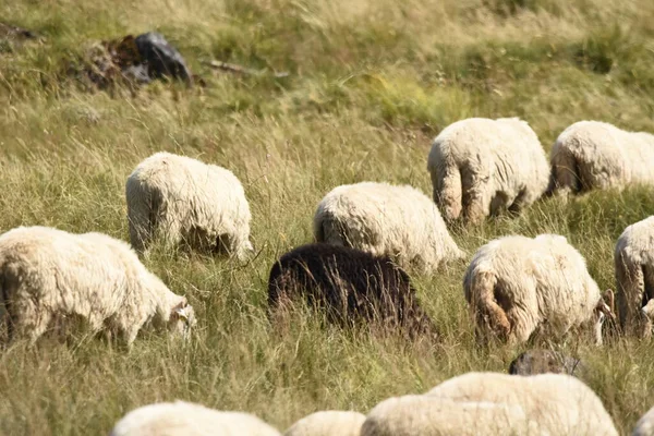 ルーマニアの牧草地で羊の放牧の群れ 緑の芝生の山の牧草地 群れを牛乳とせん断ウールに谷に運転 — ストック写真