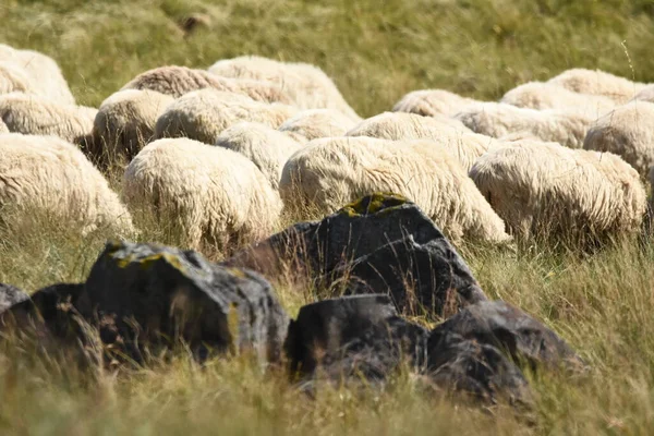 Stádo Ovcí Pasoucích Pastvinách Rumunsku Horské Pastviny Zelenou Trávou Zahnat — Stock fotografie