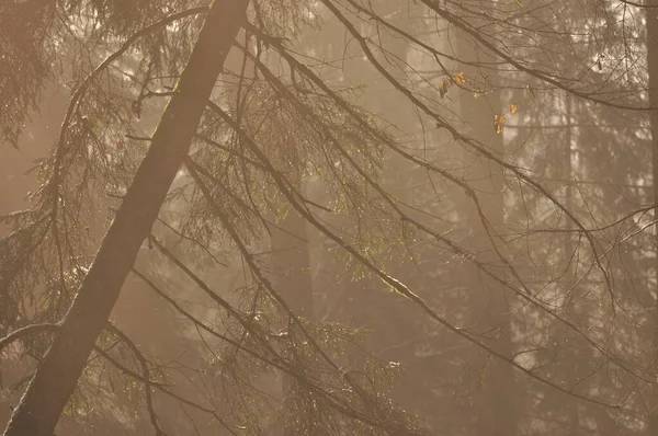 Ormanda Şafak Vakti Güneş Işınları Dalları Delip Geçiyor Ormanda Derin — Stok fotoğraf