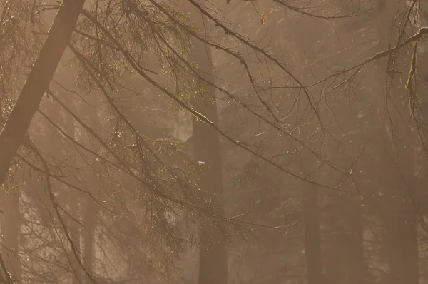 Amanecer Bosque Rayos Del Sol Perforando Las Ramas Sombras Profundas — Foto de Stock