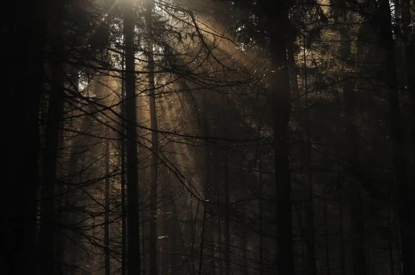 Dawn Woods Rays Sun Piercing Branches Deep Shadows Early Spring — Stock Photo, Image