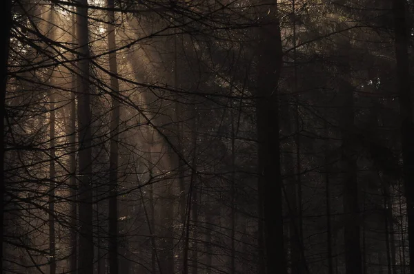 Dawn in the woods. Rays of the sun piercing the branches. Deep shadows and early spring fog in the forest. Drops dripping from spruce resin coll.