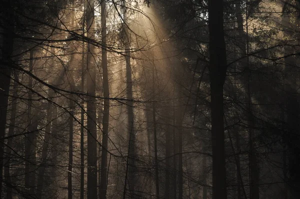 Dawn Woods Rays Sun Piercing Branches Deep Shadows Early Spring — Stock Photo, Image