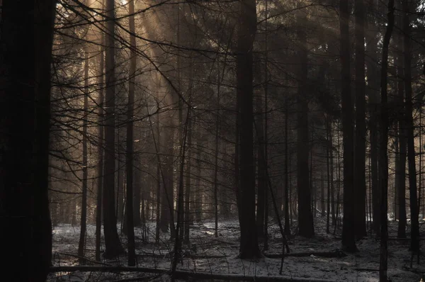 Dawn in the woods. Rays of the sun piercing the branches. Deep shadows and early spring fog in the forest. Drops dripping from spruce resin coll.