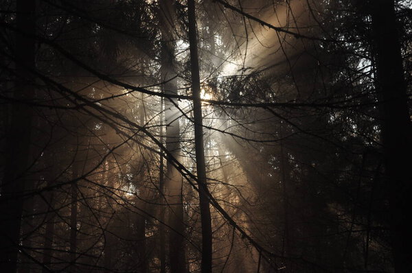 Dawn in the woods. Rays of the sun piercing the branches. Deep shadows and early spring fog in the forest. Drops dripping from spruce resin coll.
