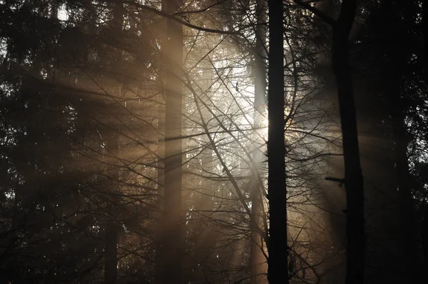 Świt Lesie Promienie Słońca Przebijające Gałęzie Głębokie Cienie Wczesna Wiosenna — Zdjęcie stockowe