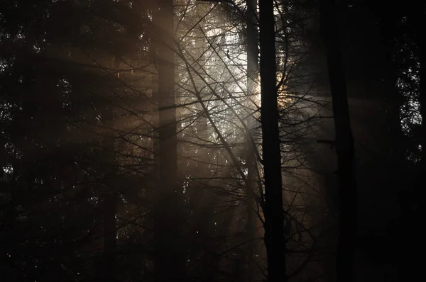 Світанок Лісі Промені Сонця Проколюють Гілки Глибокі Тіні Ранній Весняний — стокове фото