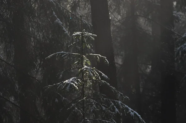 Świt Lesie Promienie Słońca Przebijające Gałęzie Głębokie Cienie Wczesna Wiosenna — Zdjęcie stockowe