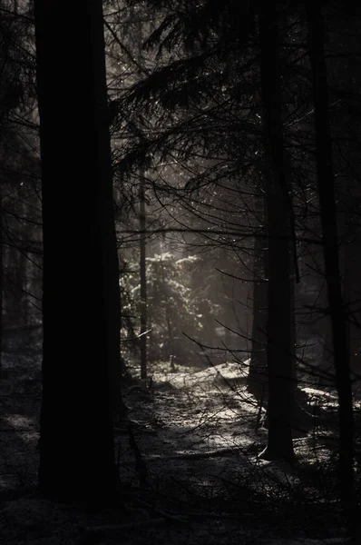 森の中で夜明け 太陽の枝をピアスの光線 深い影と早春の森の霧 スプルース樹脂の寒さから滴下 — ストック写真