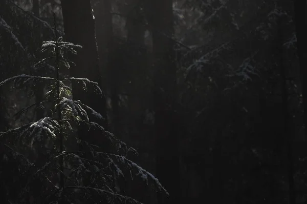 黎明在树林里 阳光照射在树枝上 森林深处的阴影和早春的雾 云杉树脂胶水滴落 — 图库照片
