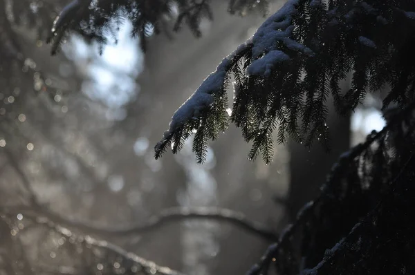 Morgendämmerung Wald Sonnenstrahlen Durchdringen Die Äste Tiefe Schatten Und Frühlingshafter — Stockfoto