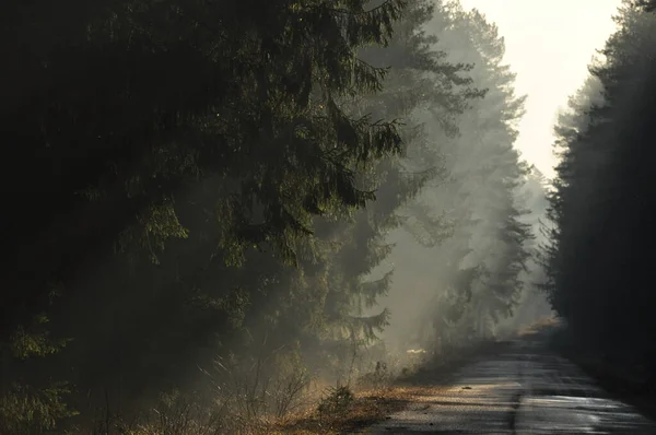 Úsvit Lese Paprsky Slunce Pronikají Větvemi Hluboké Stíny Raná Jarní — Stock fotografie