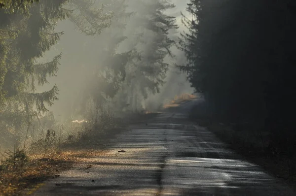 Dawn Woods Rays Sun Piercing Branches Deep Shadows Early Spring — Stock Photo, Image