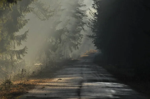 Dawn Woods Rays Sun Piercing Branches Deep Shadows Early Spring — Stock Photo, Image