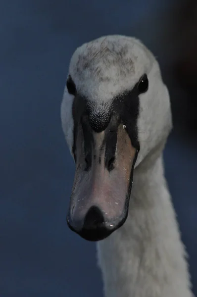 Stumma Svanen Simmar Sjön Floden Snövit Fågel Med Lång Hals — Stockfoto