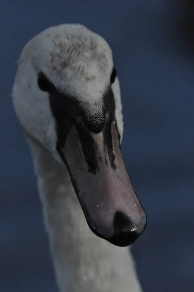 Stumma Svanen Simmar Sjön Floden Snövit Fågel Med Lång Hals — Stockfoto