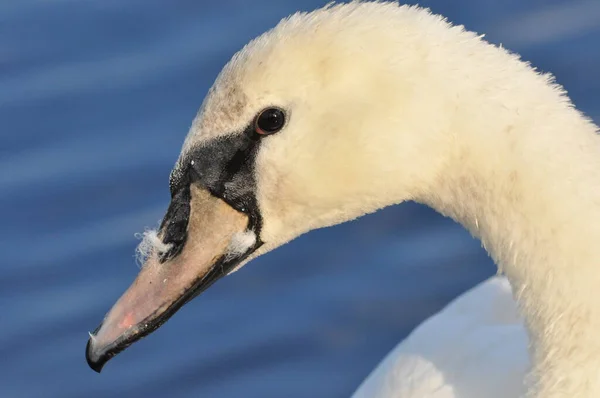 Cisne Mudo Nadando Lago Rio Pássaro Branco Neve Com Pescoço — Fotografia de Stock