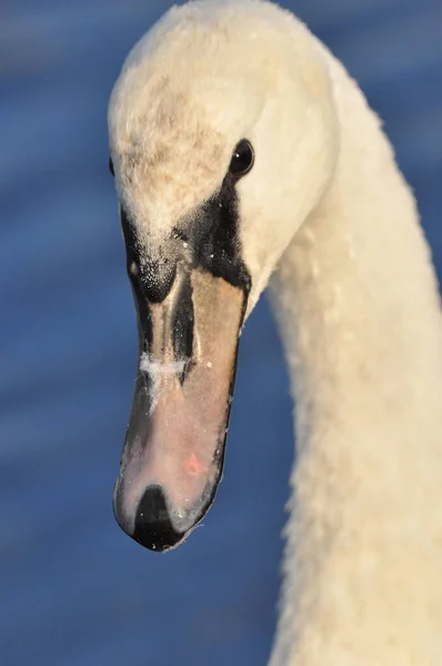 Stumma Svanen Simmar Sjön Floden Snövit Fågel Med Lång Hals — Stockfoto