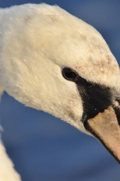 Cisne Mudo Nadando Lago Rio Pássaro Branco Neve Com Pescoço — Fotografia de Stock