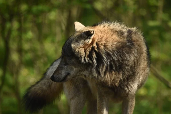 Lobo Predador Terrestre Caçar Presas Dentro Seu Território Uma Manada — Fotografia de Stock
