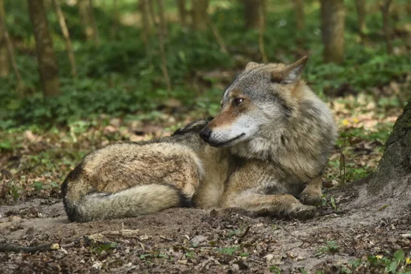 Lupo Predatore Terra Caccia Alla Preda Nel Tuo Territorio Branco — Foto Stock