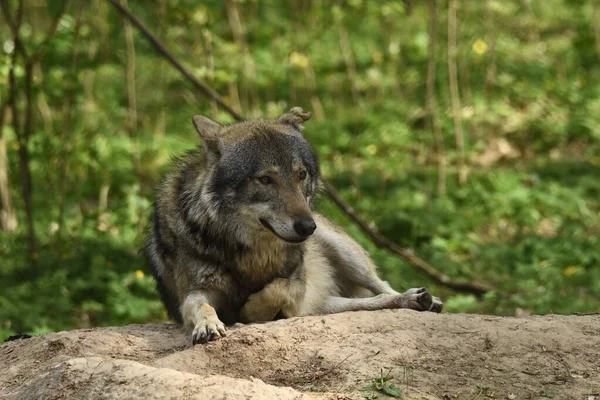 Loup Prédateur Terrestre Chassez Les Proies Sur Votre Territoire Troupeau — Photo