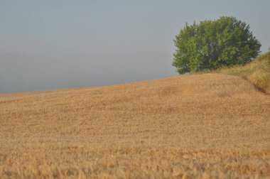 Sabahleyin siste çavdar tarlası. Gün doğarken çiy damlaları ve örümcek ağları. Kırsal kesimde tarım ve hasat.