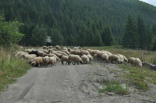 Una Manada Ovejas Pastando Pastos Rumania Pastos Montañosos Con Hierba —  Fotos de Stock