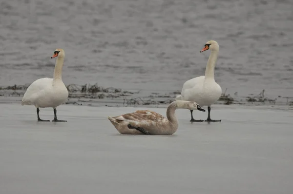 Cisne Mudo Nadando Lago Rio Pássaro Branco Neve Com Pescoço — Fotografia de Stock