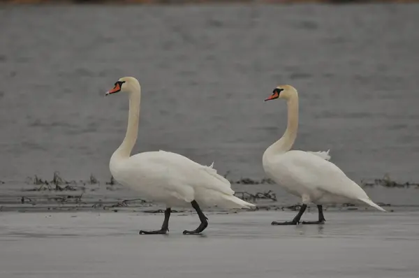 Cygne Muet Nageant Sur Lac Rivière Oiseau Blanc Neige Avec — Photo