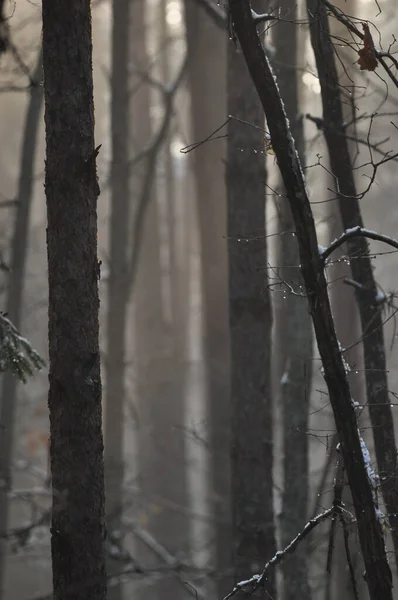 Dawn Woods Rays Sun Piercing Branches Deep Shadows Early Spring — Stock Photo, Image