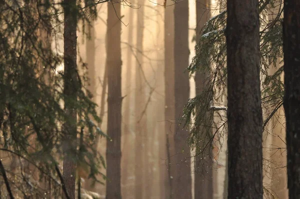 Świt Lesie Promienie Słońca Przebijające Gałęzie Głębokie Cienie Wczesna Wiosenna — Zdjęcie stockowe