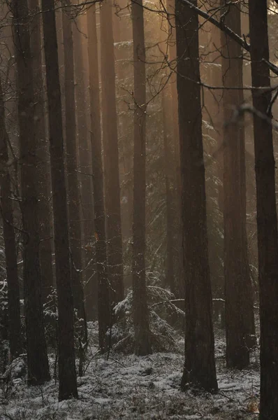 Dawn Woods Rays Sun Piercing Branches Deep Shadows Early Spring — Stock Photo, Image