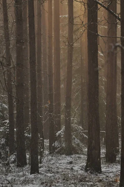 森の中で夜明け 太陽の枝をピアスの光線 深い影と早春の森の霧 スプルース樹脂の寒さから滴下 — ストック写真