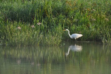 Şafak vakti nehir kıyısında balık avlayan büyük balıkçıl. Vahşi doğada hayatta kalmak. Zeki ve çevik bir avcı.