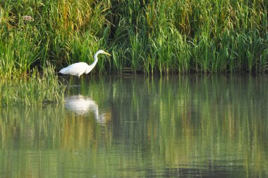Şafak vakti nehir kıyısında balık avlayan büyük balıkçıl. Vahşi doğada hayatta kalmak. Zeki ve çevik bir avcı.
