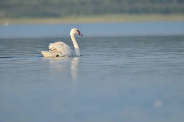 Němá Labuť Plavající Jezeře Řeka Sněhobílý Pták Dlouhým Krkem Tvořící — Stock fotografie