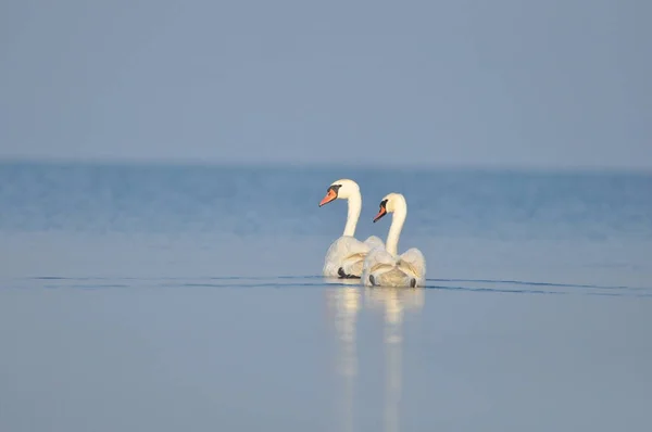 Cisne Mudo Nadando Lago Río Pájaro Blanco Como Nieve Con — Foto de Stock