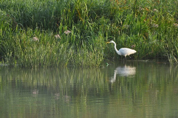 Great Egret Hunting Fish Dawn River Bank Survival Wild Clever — Stock Photo, Image
