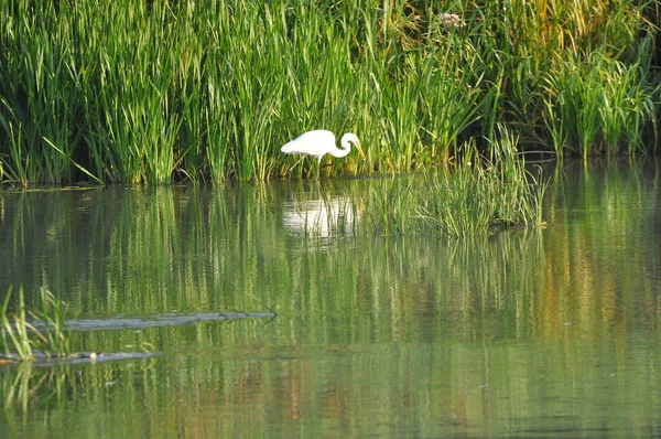 Grande Egret Peixe Caça Amanhecer Margem Rio Sobrevivência Natureza Caçador Fotografia De Stock