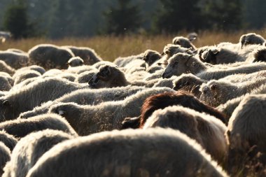 Romanya 'da otlakta otlayan bir koyun sürüsü. Yeşil çimenli dağlık çayırlar. Sürüyü sağmak ve yün kırpmak için vadiye sürüyorum..