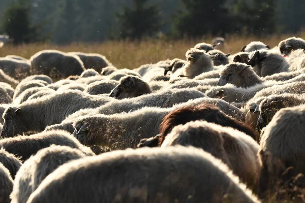 Een Kudde Schapen Die Grazen Weiden Roemenië Bergweiden Met Groen — Stockfoto