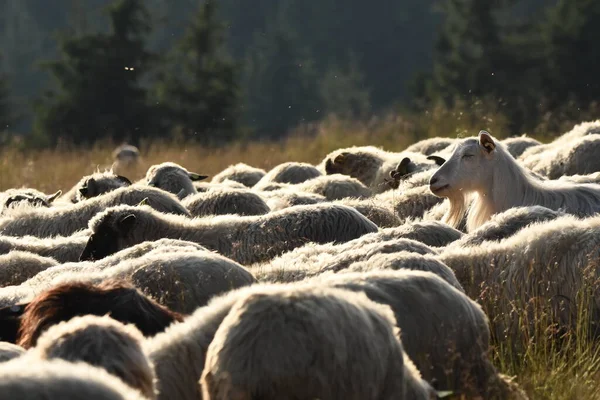 Una Manada Ovejas Pastando Pastos Rumania Pastos Montañosos Con Hierba —  Fotos de Stock
