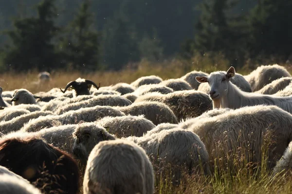 Herd Sheep Grazing Pastures Romania Mountainous Pastures Green Grass Driving — Stock Photo, Image