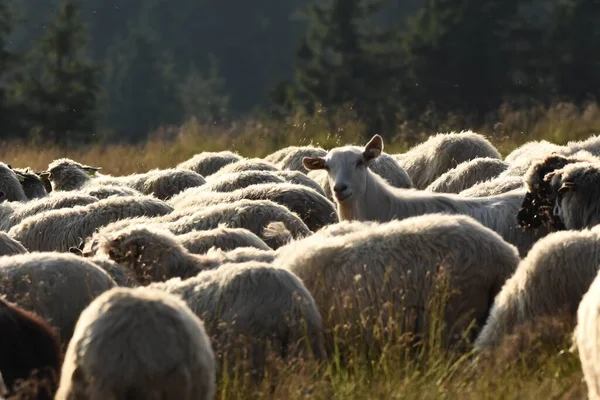 Una Manada Ovejas Pastando Pastos Rumania Pastos Montañosos Con Hierba —  Fotos de Stock